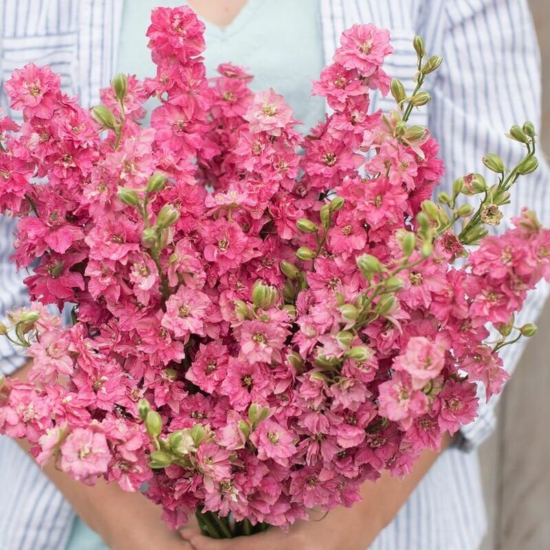 Hazeran Çiçeği Süvari Mahmuzu Delphinium Mixed