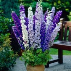 Hazeran Çiçeği Süvari Mahmuzu Delphinium Mixed