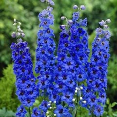 Hazeran Çiçeği Süvari Mahmuzu Delphinium Mixed