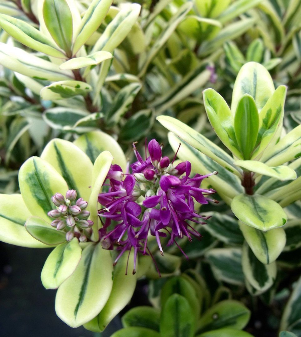 Hebe Speciosa Variegata Alacalı Mor Çiçekli Yavşan Otu, 20-40 cm