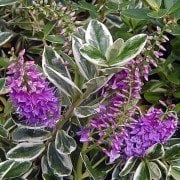 Hebe Speciosa Variegata Alacalı Mor Çiçekli Yavşan Otu, 20-40 cm