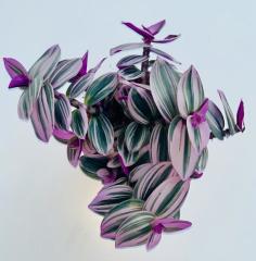 Nanouk Telgraf Çiçeği Fidesi Tradescantia Pendula