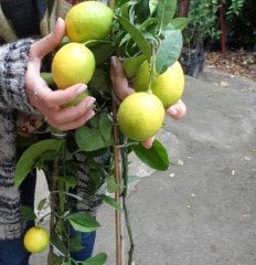 Mayer Limon Fidanı- 3 Yaş- 130-170 cm