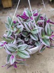 Nanouk Telgraf Çiçeği Fidesi Tradescantia Pendula