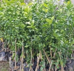 Mayer Limon Fidanı- 3 Yaş- 130-170 cm