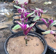 Nanouk Telgraf Çiçeği Fidesi Tradescantia Pendula