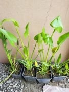 PONTEDERİA CORDATA – PONTEDERYA