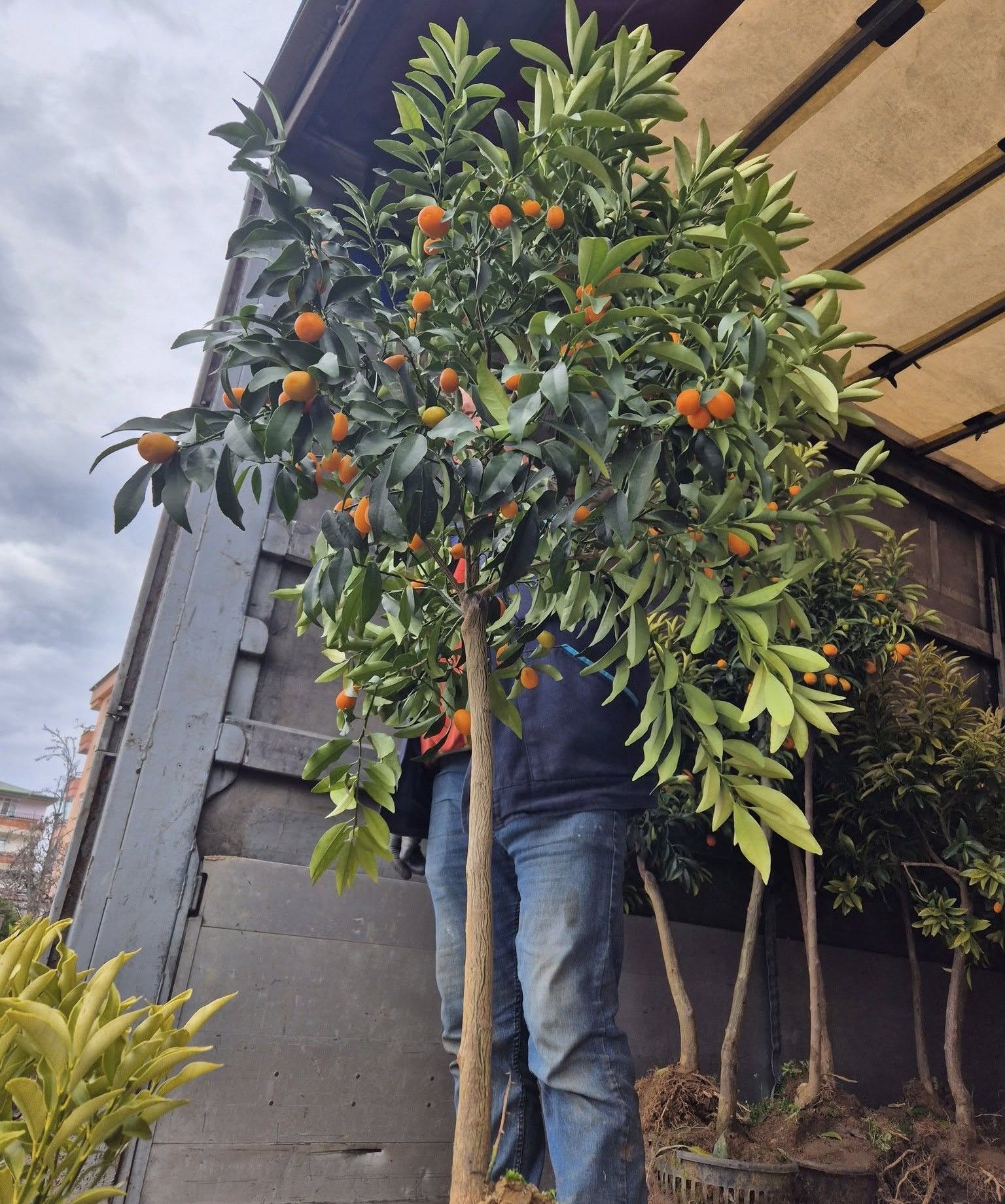 Tijli İthal Baston Kamkat Fidanı 170-200 cm