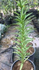 Lollypop Zambak Çiçeği  İthal Asiatic Lilium-Canlı Bitki