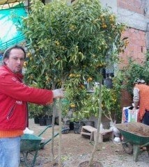 Tijli İthal Baston Kamkat Fidanı 170-200 cm
