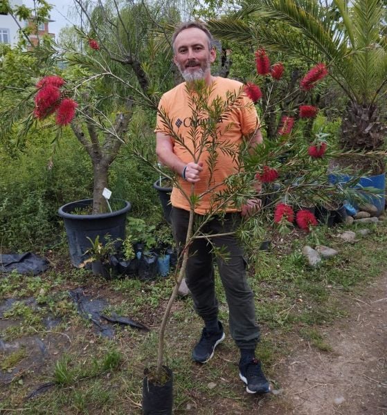 Callistemon Citrinus (Fırça Çalısı) Fidanı 200 cm
