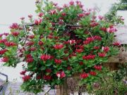 Lonicera periclymenum 'Belgica' (Early Dutch Honeysuckle)