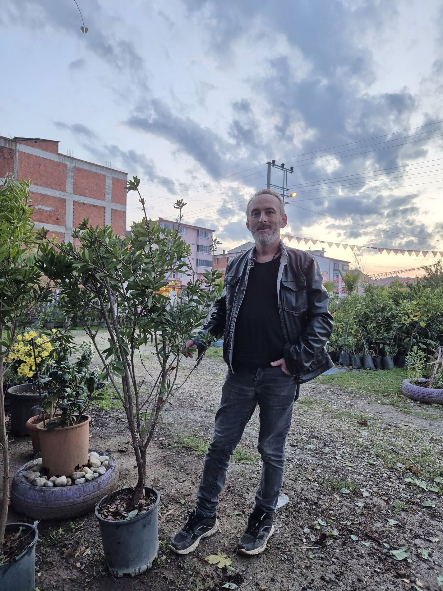 Callistemon Citrinus (Fırça Çalısı) Fidanı 170 cm-Anaç Fidan-Bol Çiçekli