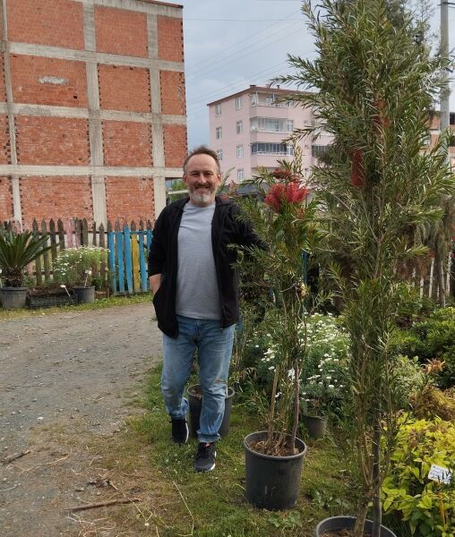 Callistemon Citrinus (Fırça Çalısı) Fidanı 170 cm-Anaç Fidan-Bol Çiçekli