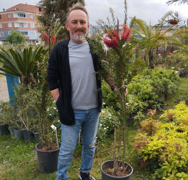 Callistemon Citrinus (Fırça Çalısı) Fidanı 170 cm-Anaç Fidan-Bol Çiçekli