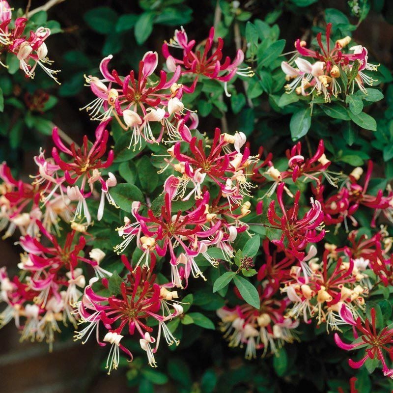 Lonicera periclymenum 'Belgica' (Early Dutch Honeysuckle)