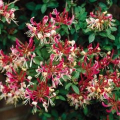 Lonicera periclymenum 'Belgica' (Early Dutch Honeysuckle)