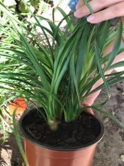 Nolina Fil Ayağı Fidanı Ağacı İthal Dioscorea Elephantipes 40 cm