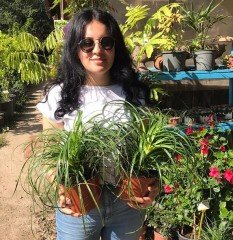 Nolina Fil Ayağı Fidanı Ağacı İthal Dioscorea Elephantipes 40 cm