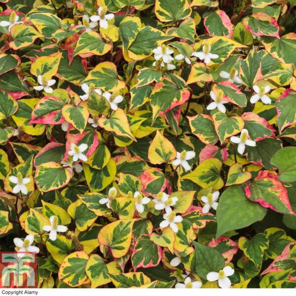 Houttuynia Cordata Chameleon Bukalemun Fidanı