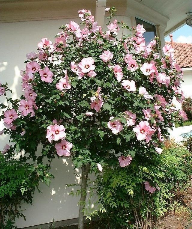 Ağaç Hatmi Fidanı 70-100 cm