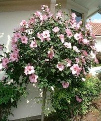 Ağaç Hatmi Fidanı 70-100 cm