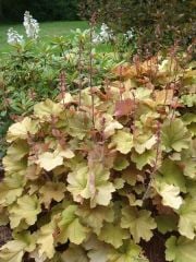 Heuchera x Caramel Karamel Mercan Çanı Çiçeği 10-15 cm