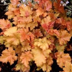 Heuchera x Caramel Karamel Mercan Çanı Çiçeği 10-15 cm