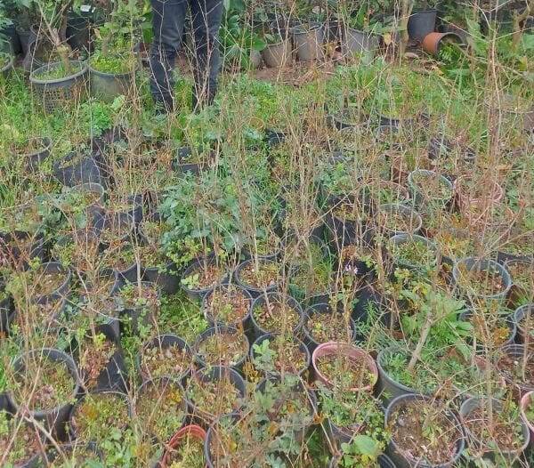 Siyah Nar Punica Granatum Eight Ball Fidanı 80-120 cm