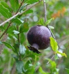 Siyah Nar Punica Granatum Eight Ball Fidanı 80-120 cm