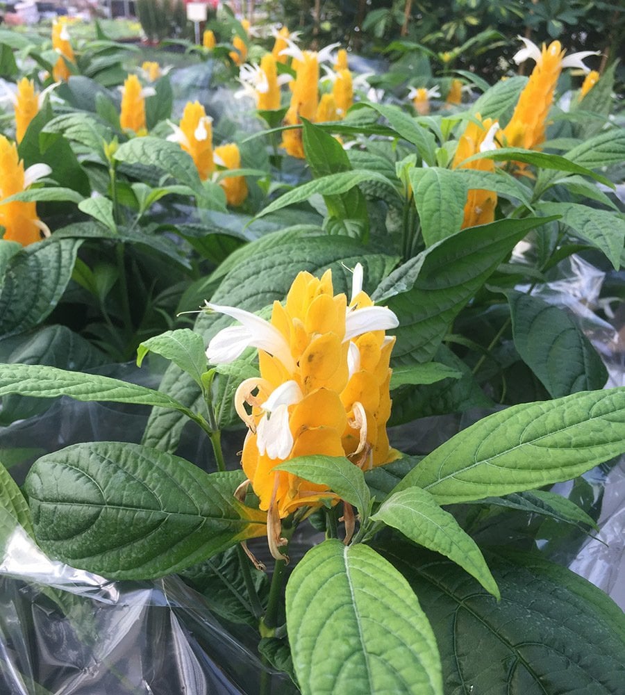 Sarı Karides Çiçeği Fidanı-40-50 CM