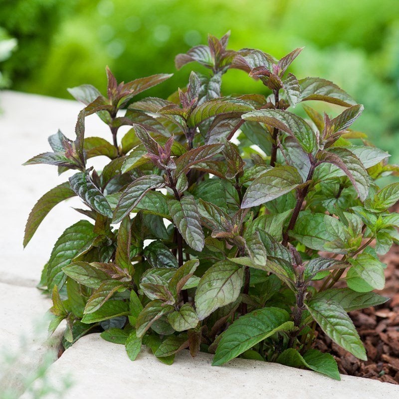 Çikolatalı Nane Fidesi Piperita Chocolate Mint
