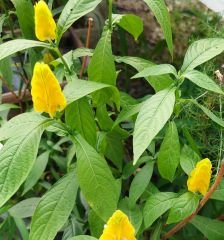 Sarı Karides Çiçeği Fidanı-40-50 CM