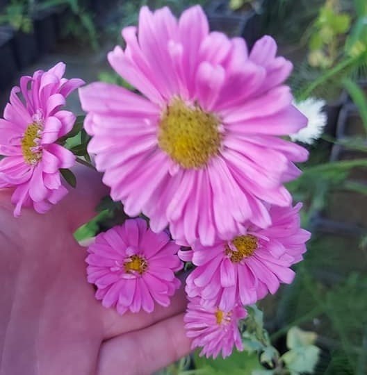 Aster Çiçeği Mix