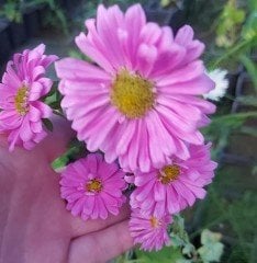 Aster Çiçeği Mix