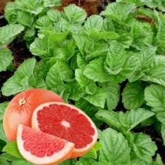 Aura Greyfrut Kokulu Nane Fidesi