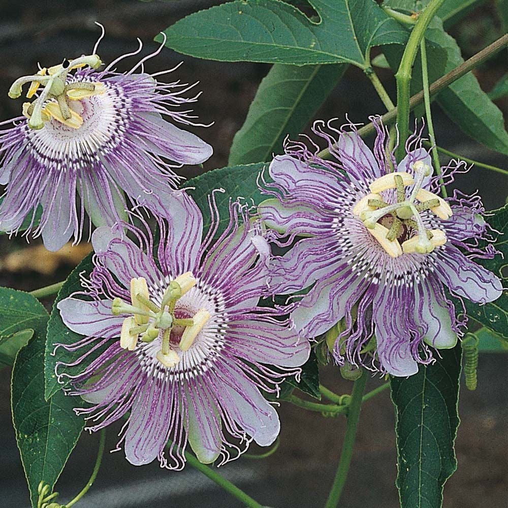 Passiflora incarnata ( Maypop ) Hardy Passiflora