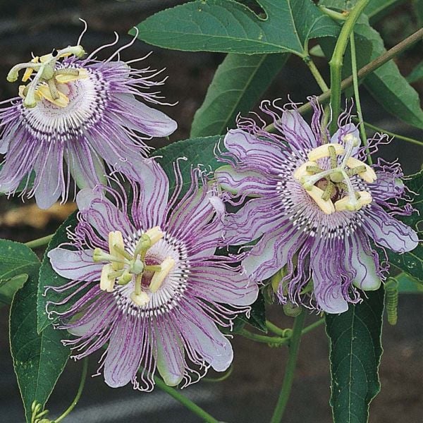 Passiflora incarnata ( Maypop ) Hardy Passiflora
