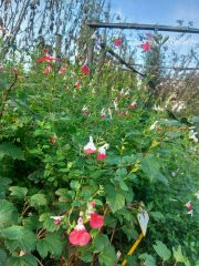Microphylla Hot Lips Süs Adaçayı