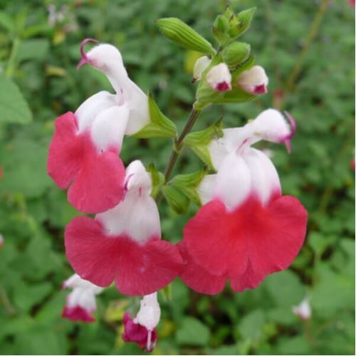 Microphylla Hot Lips Süs Adaçayı