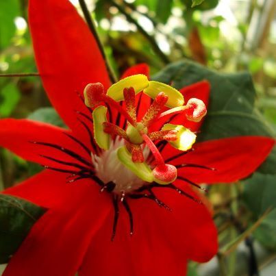 Passiflora coccinea ( Kırmızı tutku çiçeği )