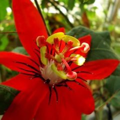 Passiflora coccinea ( Kırmızı tutku çiçeği )