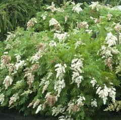 Sorbaria Sorbifolia Appleberry Elma Üzümü Fidanı