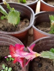 Rhipsalidopsis Gaertneri-Easter Cactus (Paskalya Kaktüsü)
