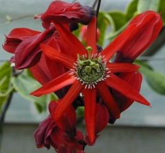 Passiflora Racemosa (Vahşi Kırmızı Çiçekli Passiflora