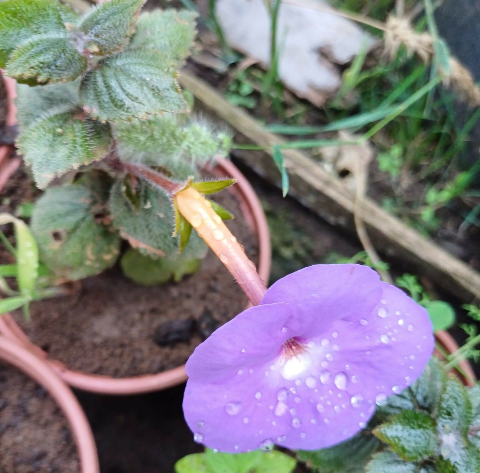 Japon Küpelisi-Kohleria-Mavi Renk 10 cm