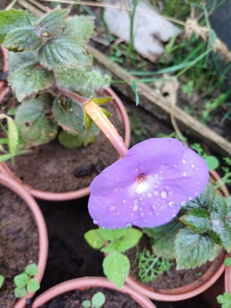 Japon Küpelisi-Kohleria-Mavi Renk 10 cm