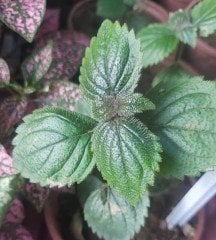 Japon Küpelisi-Kohleria-Mavi Renk 10 cm