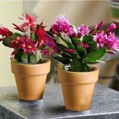 Rhipsalidopsis Gaertneri-Easter Cactus (Paskalya Kaktüsü)