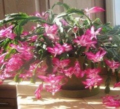 Rhipsalidopsis Gaertneri-Easter Cactus (Paskalya Kaktüsü)